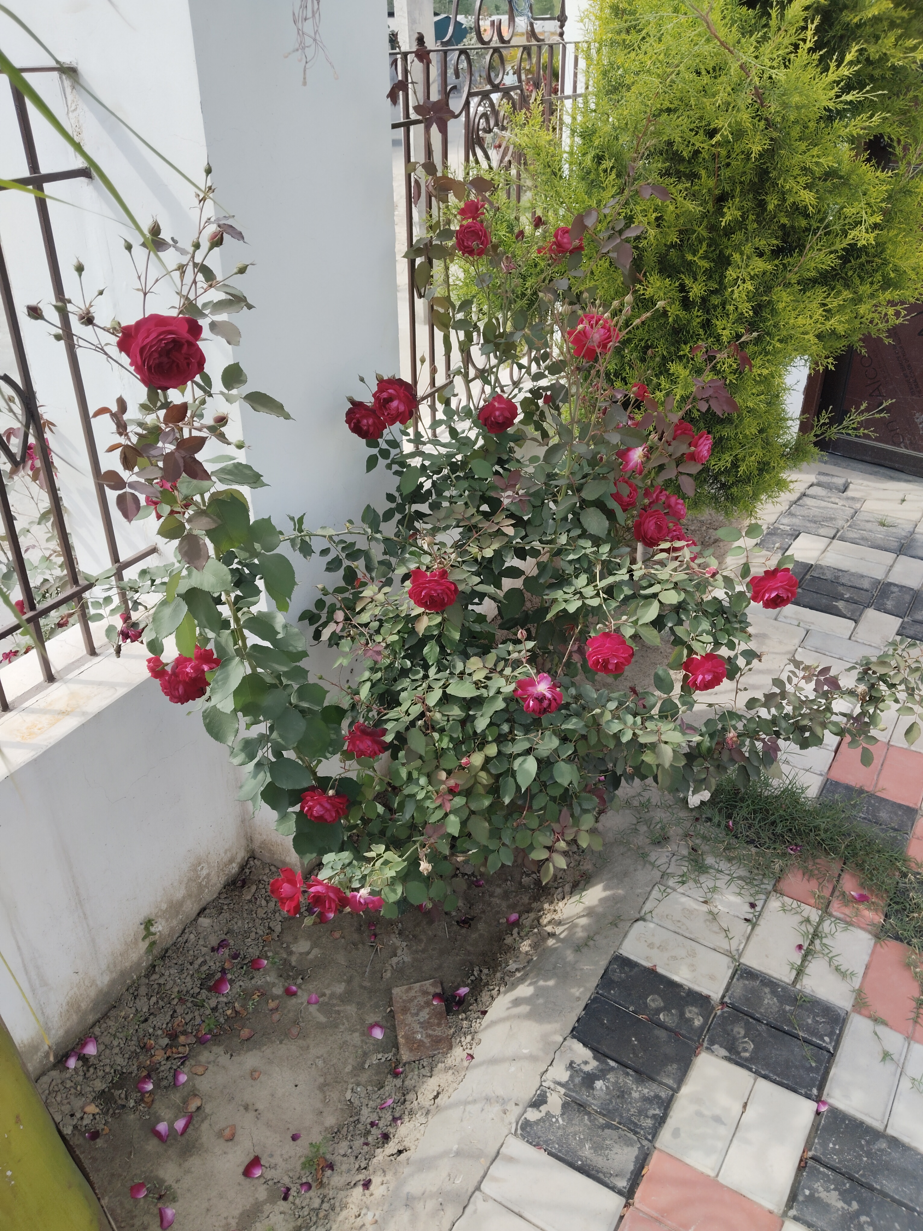 Mannat Palace 